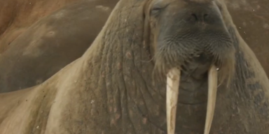 Wahlross Freya 1.PNG