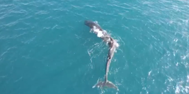 GuardiaCivil/Twitter