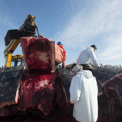 Gestrandeter Wal am Henne-Strand