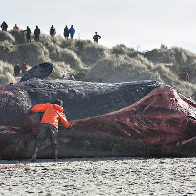 Gestrandeter Wal am Henne-Strand