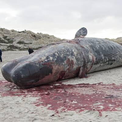 Gestrandeter Wal am Henne-Strand