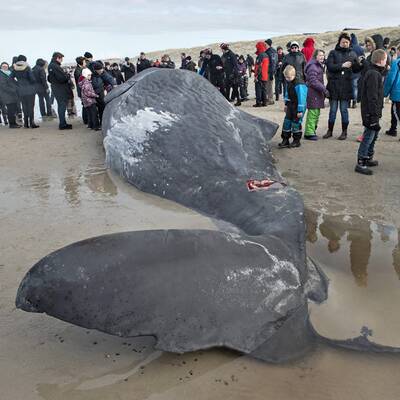 Gestrandeter Wal am Henne-Strand