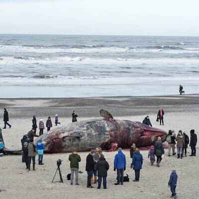 Gestrandeter Wal am Henne-Strand