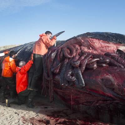 Gestrandeter Wal am Henne-Strand