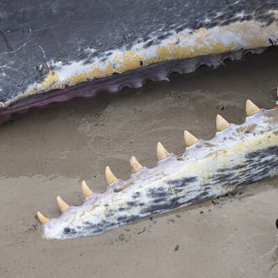Gestrandeter Wal am Henne-Strand