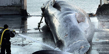 Japanische Walfangflotte in die Antarktis ausgelaufen