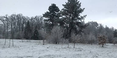 Hundebesitzer in Angst: Zwei Hunde im H&ouml;rndlwald vergiftet