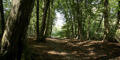 Pensionist von st&uuml;rzenden Baum get&ouml;tet