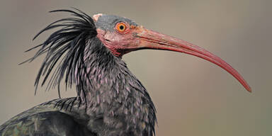 Urzeitvogel Waldrapp