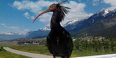 Das ganze Land jagt diesen Waldrapp