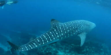 Walhai-P&auml;rchen: Seit 22 Jahren "Urlaub" im gleichen Riff