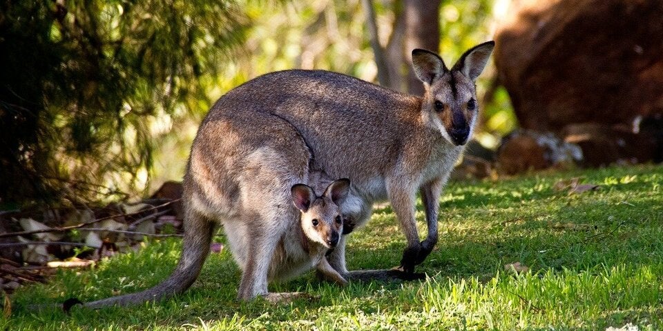 Wallabies