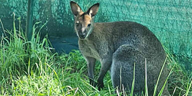 Vermisstes K&auml;nguru 'Captain' ist wieder da