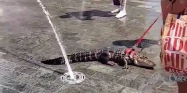 wallythealligator/TikTok