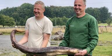 Walpenis auf d&auml;nischer Insel angesp&uuml;lt