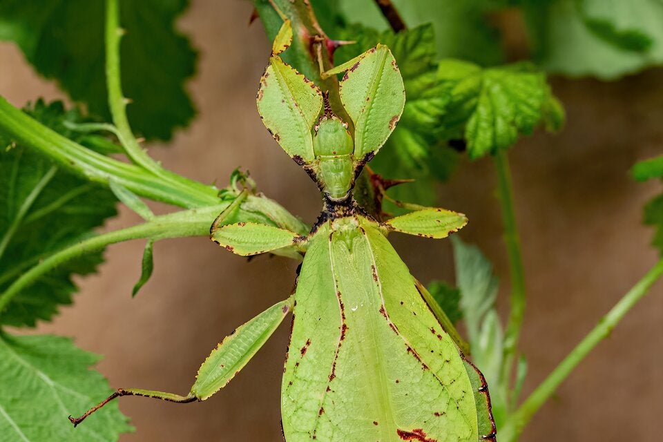 Wandelndes Blatt im Haus des Meeres.