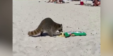 Waschb&auml;r isst Chips