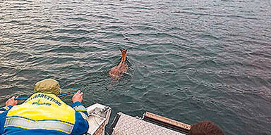 Tr&auml;chtiges Reh aus "Seenot" gerettet