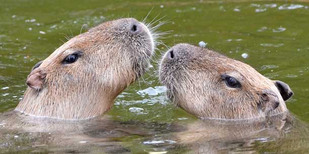 Auf Gluthitze folgt Donnerwetter