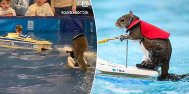 DIESES Eichh&ouml;rnchen ist ein echter Wasserski-Profi