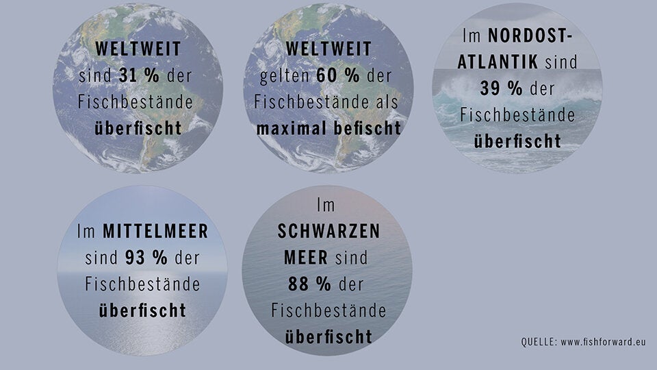 Fisch und Meeresfrüchte nachhaltig kaufen