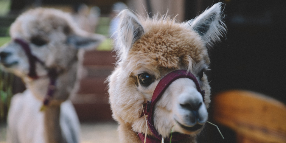 Tag 8: Ein Traumtag in Bad Kleinkirchheim