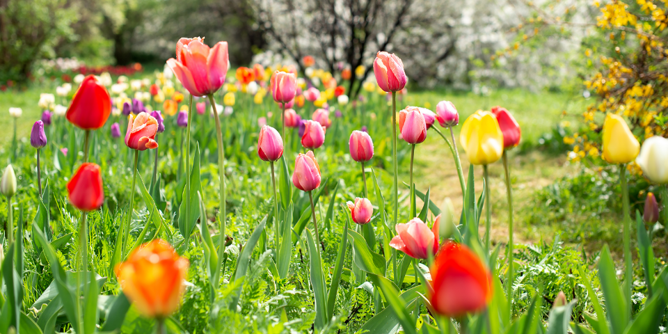 So wird der Garten fit für den Frühling