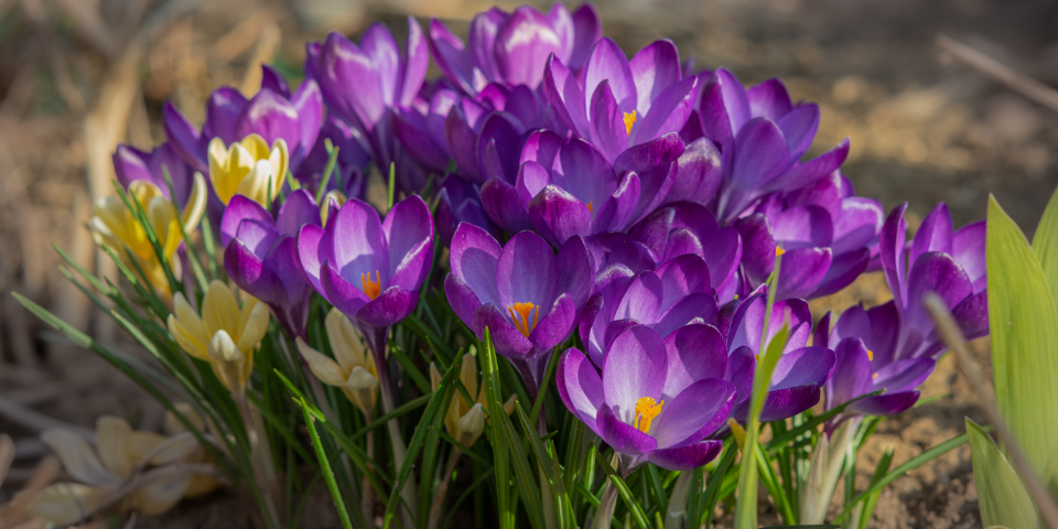 So wird der Garten fit für den Frühling