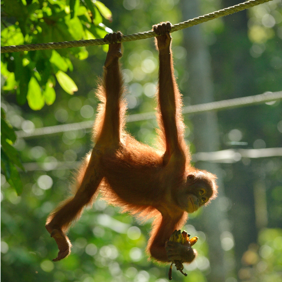 Malaysia: Alle Corona-Beschränkungen aufgehoben