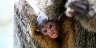 So süß kann Artenschutz sein: Affennachwuchs im Haus des Meeres