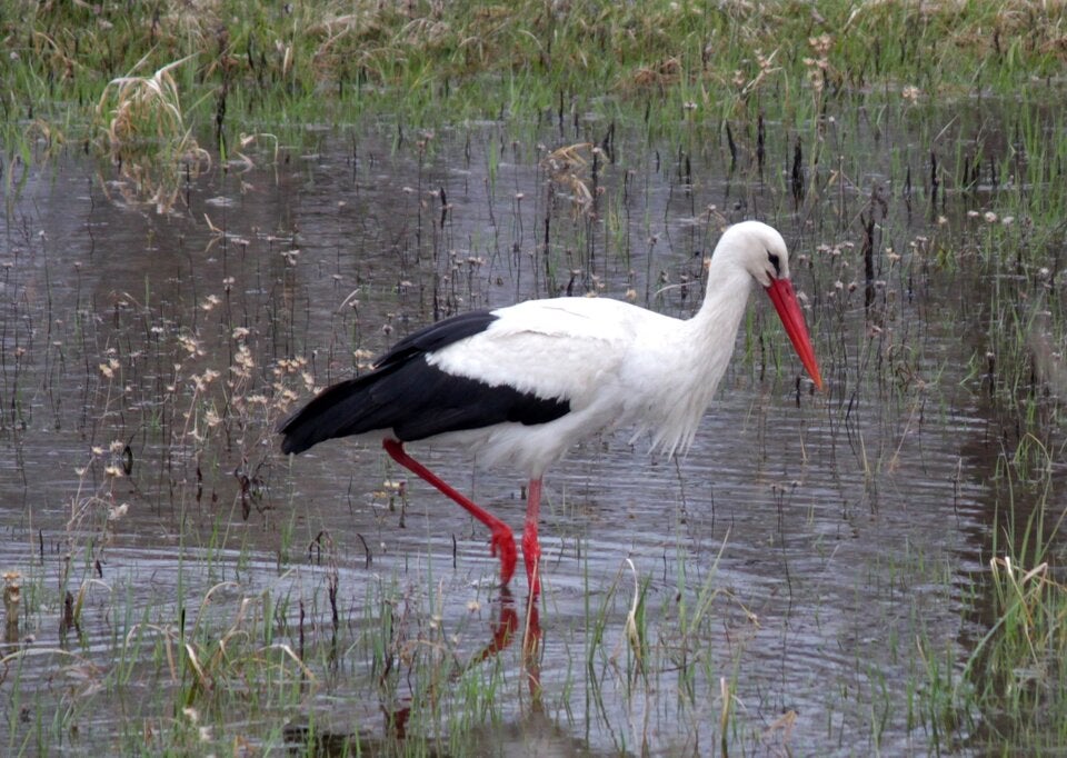 Die Störche kehren aus Winterquartier nach Marchegg zurück. 