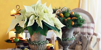 Wei&szlig;e Weihnachtssterne werden immer beliebter