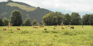 Hofer: Tierisch viel Auslauf genie&szlig;en &bdquo;Zur&uuml;ck zum Ursprung&ldquo;- Milchk&uuml;he
