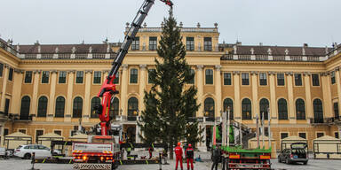 Der Christbaum ist da! Imposante Fichte schmückt Schloss Schönbrunn