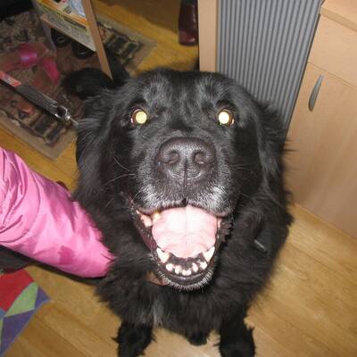 Hundewahl - Lennox, 14 Moante