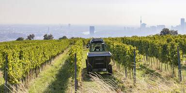 Wiener Winzer jubeln &uuml;ber "Sensationsjahrgang"