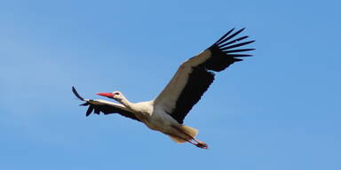 Erster Wei&szlig;storch verteidigt seinen "Stockerlplatz" in Marchegg