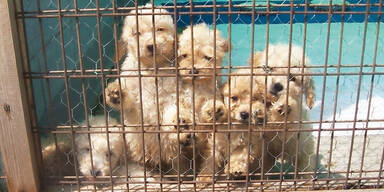 Schlag gegen Welpen-Mafia