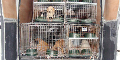Slowake schmuggelte 101 Hundewelpen