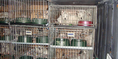 Slowake schmuggelte 101 Hundewelpen
