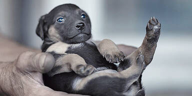 Schmuggel-Welpen ab sofort zu haben