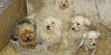 Hundewelpen im Koffer transportiert