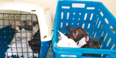 Welpenhändler hatten Hunde in Manteltasche