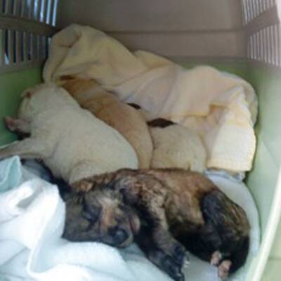 6 Hundebabys gefunden