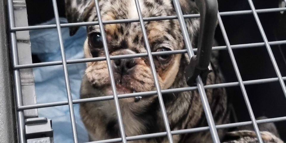 Endlich kommen strengere Regeln für Kampfhunde