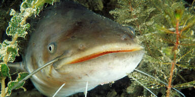 Wels zum Fisch des Jahres 2018 gew&auml;hlt