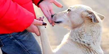 Weltstreunertag 2.PNG