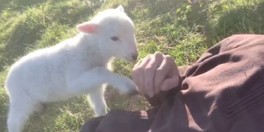 Welttierschutztag (1).png