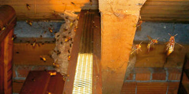 WespenHornissenFFScharnstei