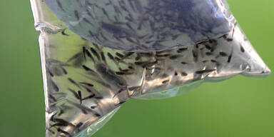 West-Nil-Fieber: Dutzende Tote in S&uuml;deuropa